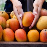 Fruit harvest: When is the right time?