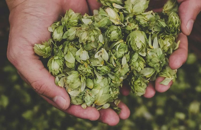 Gruit beer: how this antique brewing recipe is different from that of hoppy beer